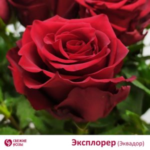 красные розы цветы с доставкой Пермь