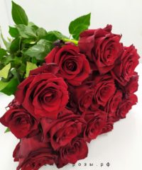 buket 15 krasnyih roz e`kvador perm 200x240 - Красные розы (Эквадор), сорт "Эксплорер"