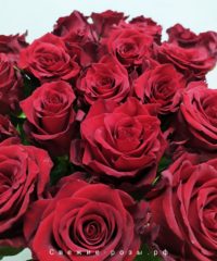 dostavka tsvetov perm 200x240 - Красные розы (Эквадор), сорт "Эксплорер"