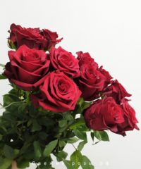 e`kvadorskie rozyi perm 200x240 - Красные розы (Эквадор), сорт "Эксплорер"