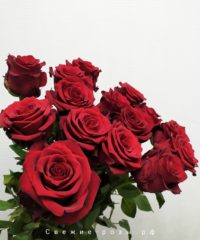 krasnyie rozyi perm 200x240 - Красные розы (Эквадор), сорт "Эксплорер"