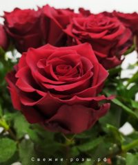krasnyie svezhie rozyi e`ksplorer perm 200x240 - Красные розы (Эквадор), сорт "Эксплорер"