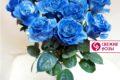 Роза синяя (Эквадор)