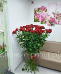 tAovQmBhGyM 200x240 - Длинные высокие розы, сорт "Эксплорер" в Перми