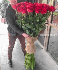 LRM EXPORT 137790935894779 20181120 220329058 200x240 - Длинные высокие розы, сорт "Эксплорер" в Перми