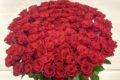 Букет из 101 красной розы (Эквадор)