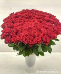 LRM EXPORT 185770312397413 20181203 011741557 200x240 - Букет из 101 красной или белой розы (Эквадор)