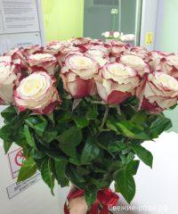 LRM EXPORT 185777456524702 20181203 011748701 200x240 - Букет из 35 роз "Свитнесс" (Эквадор)