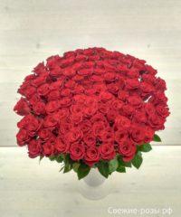 LRM EXPORT 185910935639912 20181203 012002180 200x240 - Букет из 101 красной или белой розы (Эквадор)
