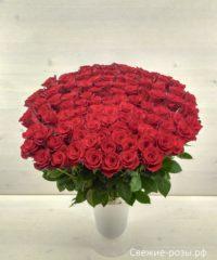 LRM EXPORT 185932708788289 20181203 012023953 200x240 - Букет из 101 красной или белой розы (Эквадор)