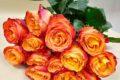 13 ярко-оранжевых роз (Эквадор), сорт «Хай Мэджик», «Хай Интенс»