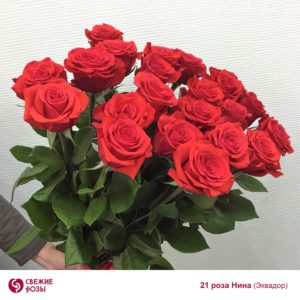 букет из роз 21 ярко красная роза пермь
