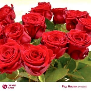 Красные розы, сорт Ред Наоми (Россия)