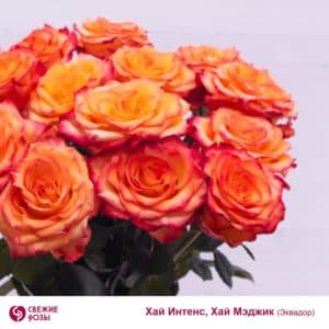 Оранжевые розы, сорт Хай Интенс, Хай Мэджик (Эквадор)