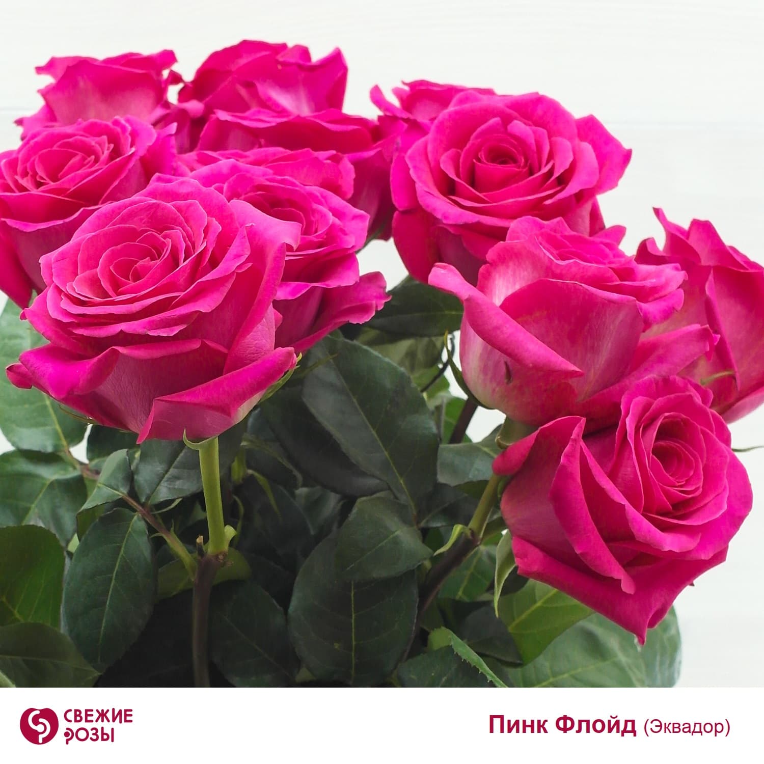 Розовые розы, сорт Пинк Флойд (Эквадор)