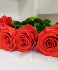 Свежие розы Пермь img 20200406 013440