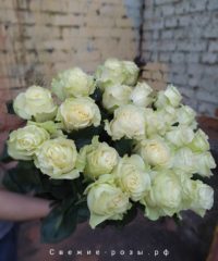 dostavka tsvetov perm belyie rozyi 200x240 - 25 белых роз Мондиаль / Mondial (Эквадор)