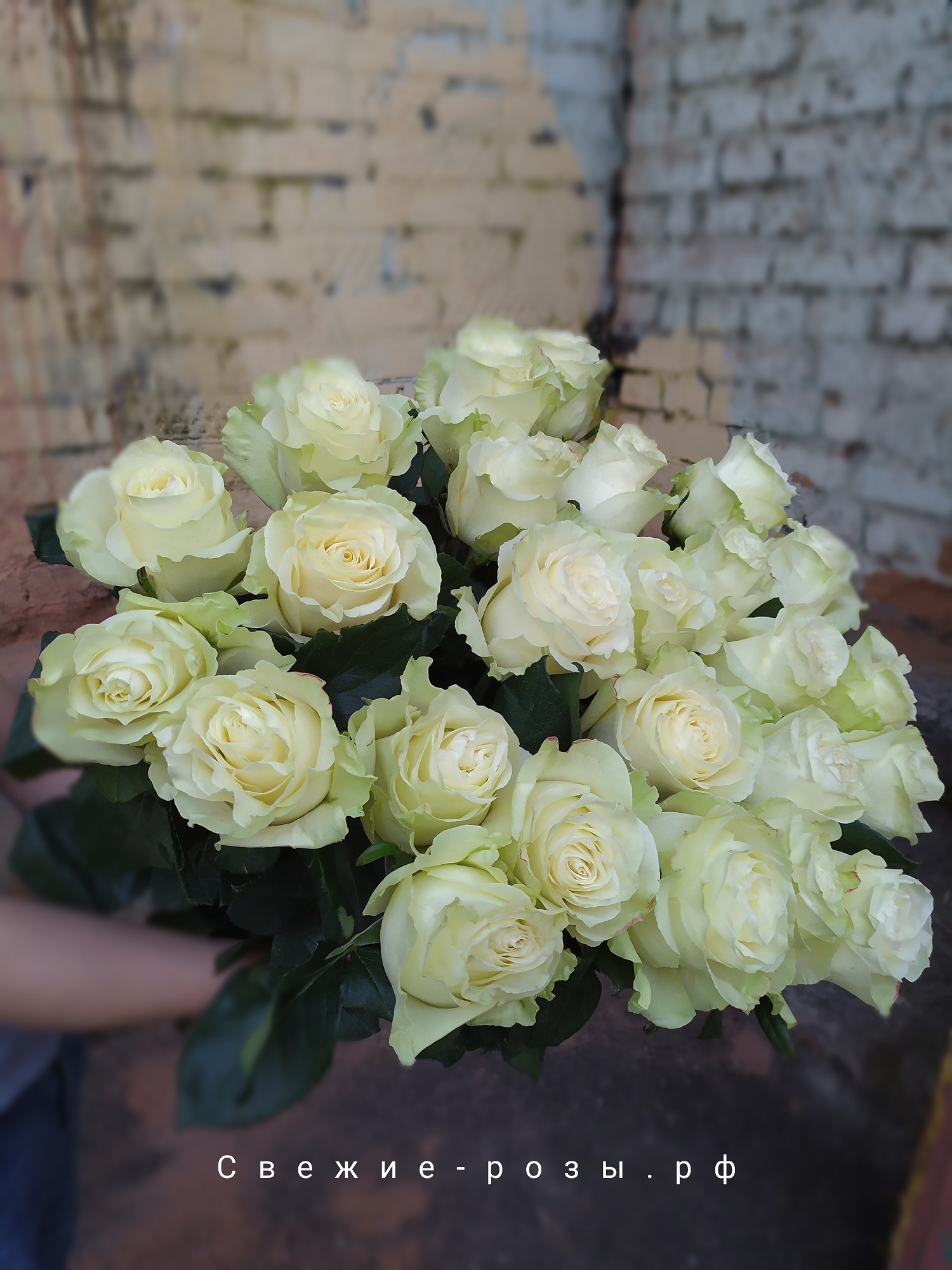 Свежие розы Пермь dostavka tsvetov perm belyie rozyi