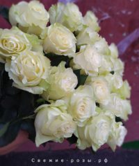 kupit belyie rozyi perm 200x240 - 25 белых роз Мондиаль / Mondial (Эквадор)