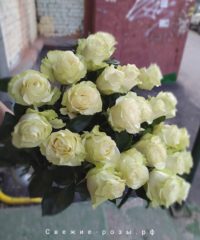 kupit svezhie belyie rozyi perm dostavka 200x240 - 25 белых роз Мондиаль / Mondial (Эквадор)