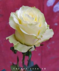 Свежие розы Пермь roza belaya mondial perm