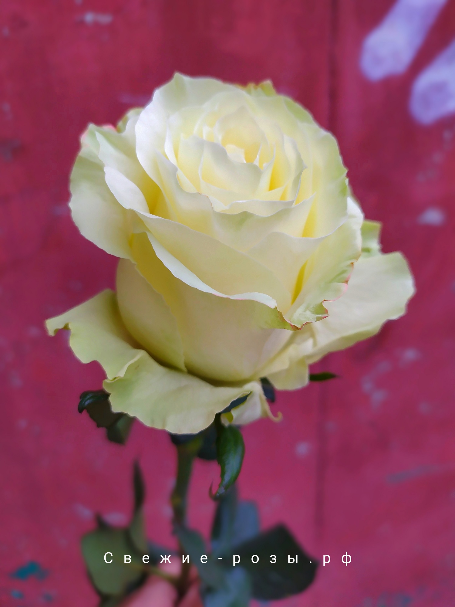 Свежие розы Пермь roza belaya mondial perm